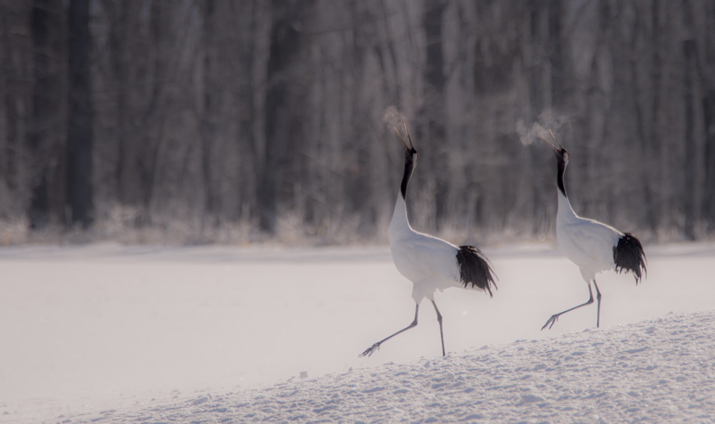 Cranes exhaling steam in the extreme cold of a Hokkaido morning