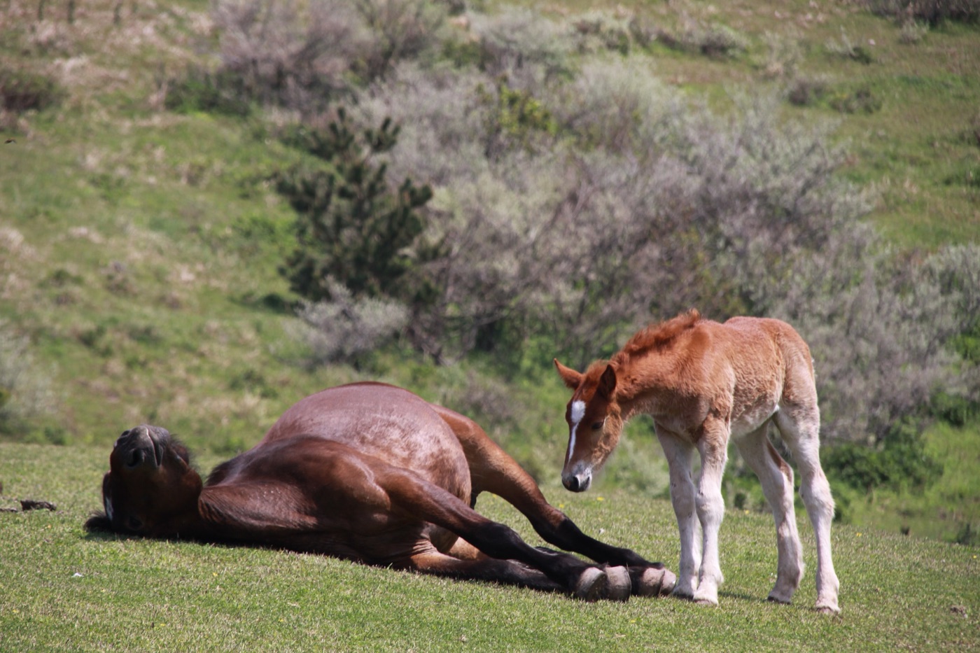 A mare rolling in the grass while her foal watches, on the Kuniga coast pastures