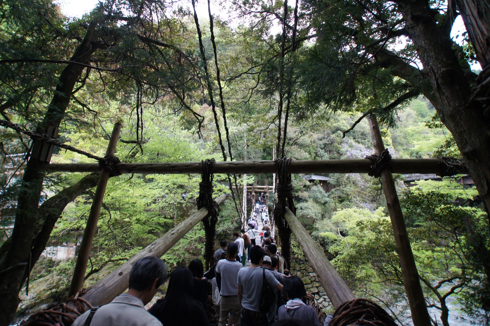 A queue of visitors crossing the vine bridge at midday