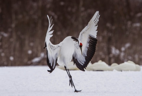 Red-crowned cranes in Tsurui